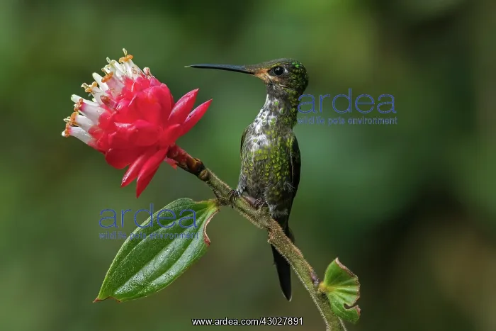 : Empress Brilliant, female, hummingbird, Las Tangaras : Empress Brilliant, female, hummingbird, Las Tangaras