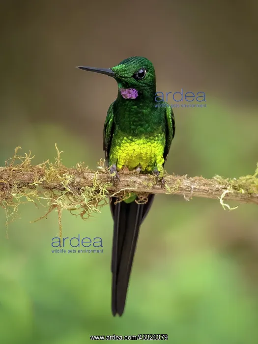 : Empress Brilliant (Heliodoxa imperatrix), male, ecuador : Empress Brilliant (Heliodoxa imperatrix), male, ecuador