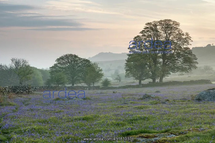  : Emsworthy Mire - Bluebells - Dartmoor - Devon - UK