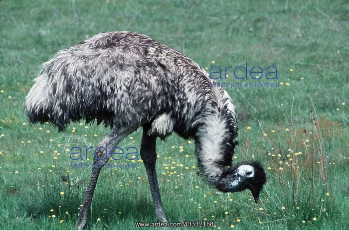 : EMU : EMU