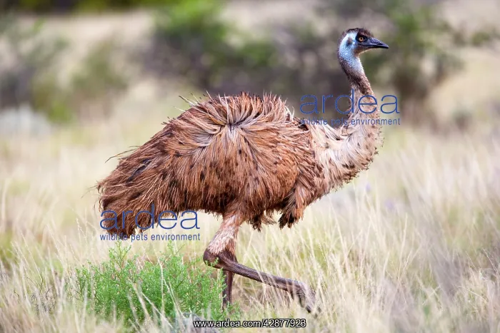 : Emu - an adult emu stalking through grassland : Emu - an adult emu stalking through grassland