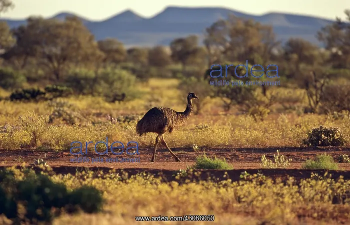 : Emu in Australian Landscape : Emu in Australian Landscape