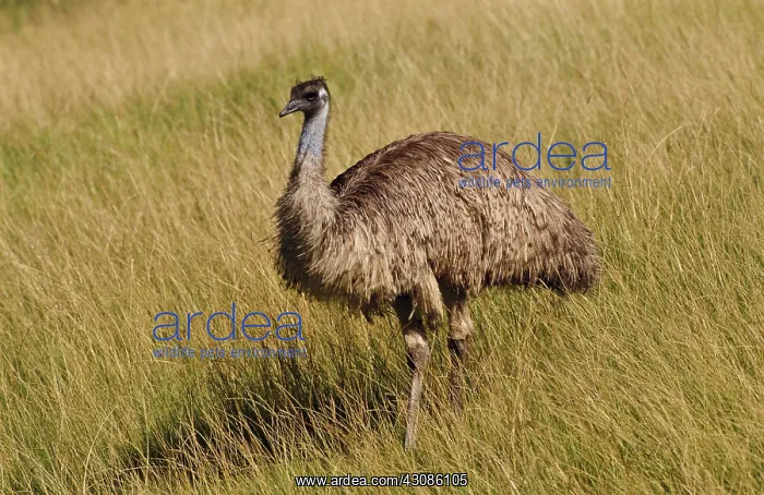 : Emu in Australian Landscape : Emu in Australian Landscape
