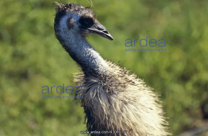 : Emu in Australian Landscape : Emu in Australian Landscape