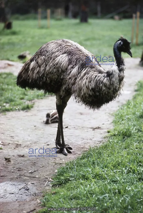 : Emu with Chick : Emu with Chick