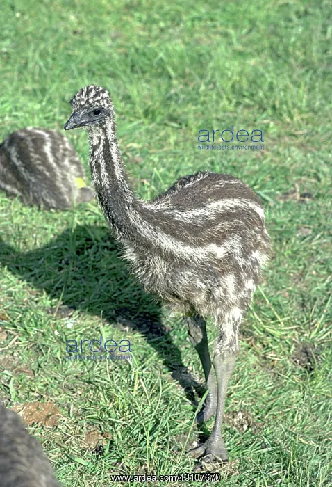 : Emu Chick. Emu (Dromaius novaehollandiae) chick on emu farm : Emu Chick. Emu (Dromaius novaehollandiae) chick on emu farm