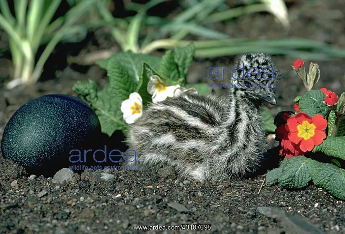 : Emu Chick and Egg : Emu Chick and Egg
