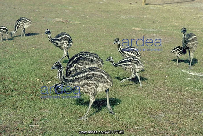 : Emu Chicks : Emu Chicks