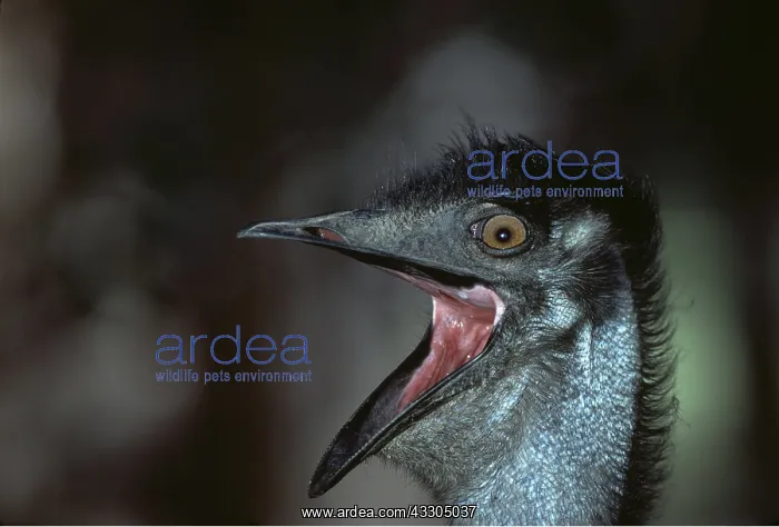 : EMU - Close Up Of Head With Open Mouth : EMU - Close Up Of Head With Open Mouth