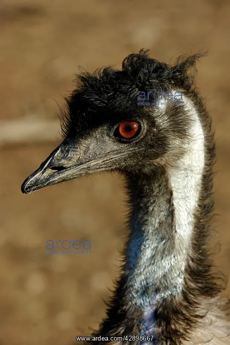  : Emu - close-up of head