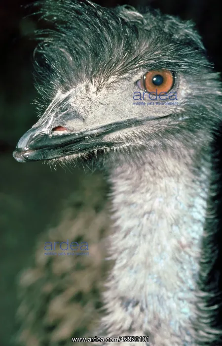 : Emu - close-up of head : Emu - close-up of head
