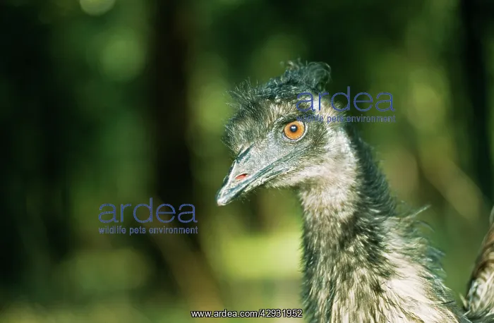 : Emu - close-up of head : Emu - close-up of head