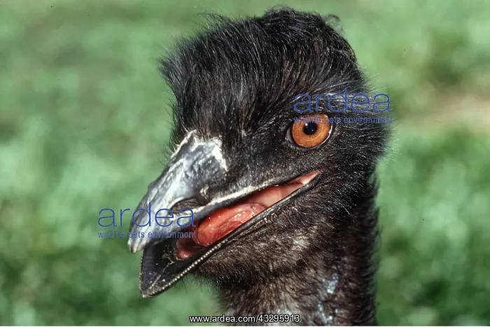 : EMU - close-up of head and beak : EMU - close-up of head and beak