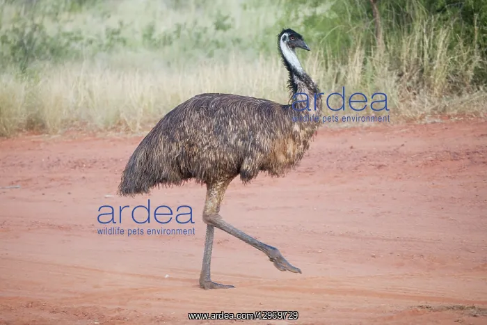 : Emu (Dromaius novaehollandiae). Walking across a track near Epenarra Aboriginal Community : Emu (Dromaius novaehollandiae). Walking across a track near Epenarra Aboriginal Community