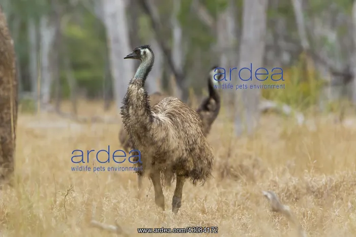 : Emu (Dromaius novaehollandiae), Alpha, Queensland, Australia : Emu (Dromaius novaehollandiae), Alpha, Queensland, Australia
