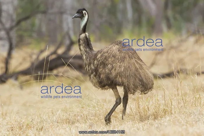 : Emu (Dromaius novaehollandiae), Alpha, Queensland, Australia : Emu (Dromaius novaehollandiae), Alpha, Queensland, Australia