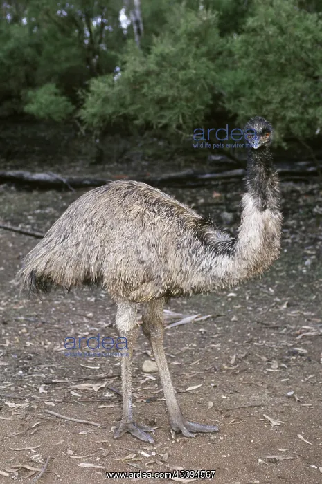 : Emu (Dromaius novaehollandiae) : Emu (Dromaius novaehollandiae)