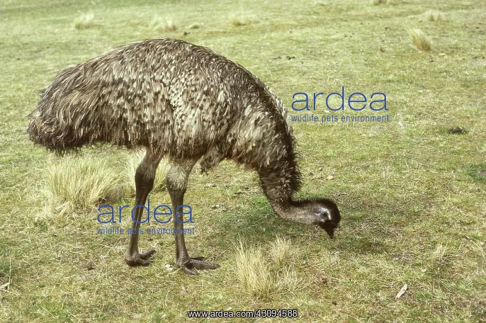 : Emu (Dromaius novaehollandiae) : Emu (Dromaius novaehollandiae)