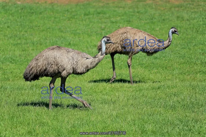 : Emu (Dromaius novaehollandiae), adult couple searching : Emu (Dromaius novaehollandiae), adult couple searching