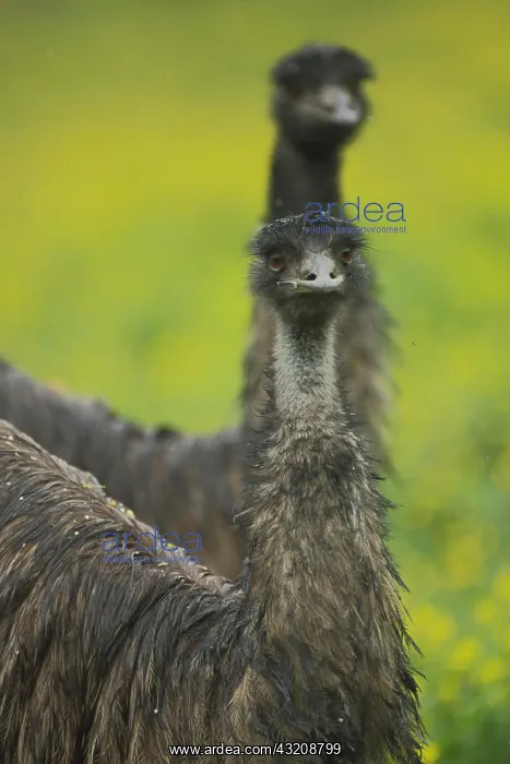 : Emu (Dromaius novaehollandiae), portrait, two, blur : Emu (Dromaius novaehollandiae), portrait, two, blur