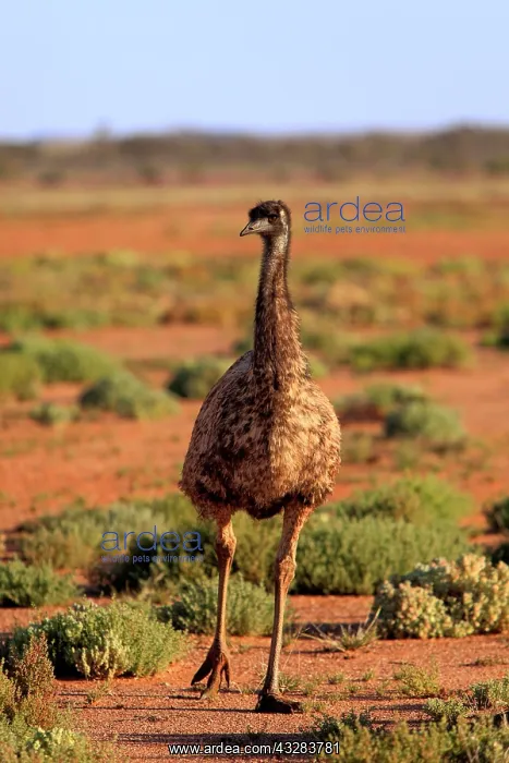 : Emu (Dromaius novaehollandiae), Sturt National Park : Emu (Dromaius novaehollandiae), Sturt National Park