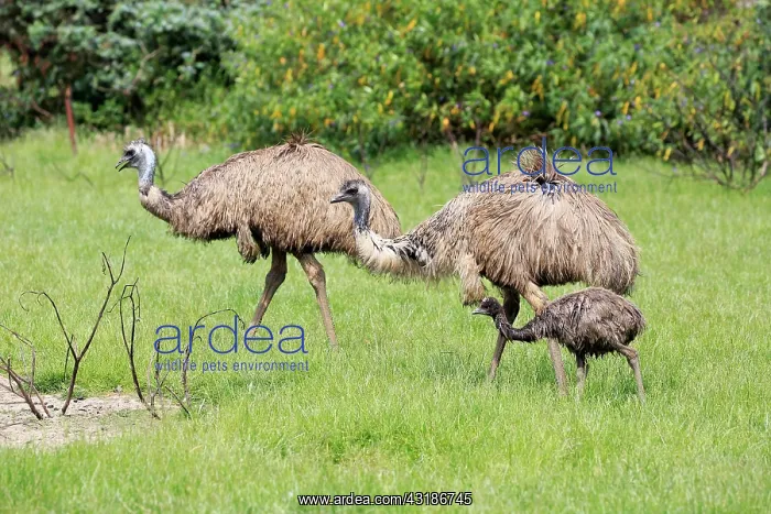 : Emu (Dromaius novaehollandiae), adult couple with : Emu (Dromaius novaehollandiae), adult couple with