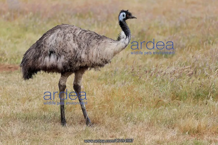 : Emu (Dromaius novaehollandiae), adult, Kangaroo : Emu (Dromaius novaehollandiae), adult, Kangaroo