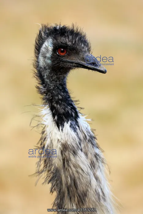 : Emu (Dromaius novaehollandiae), adult, portrait : Emu (Dromaius novaehollandiae), adult, portrait