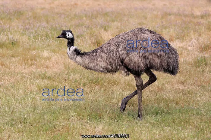  : Emu (Dromaius novaehollandiae), adult, running