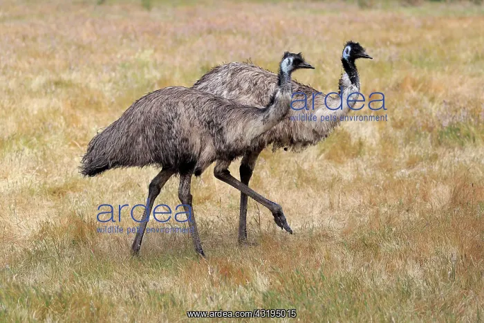 : Emu (Dromaius novaehollandiae), adult, running in : Emu (Dromaius novaehollandiae), adult, running in