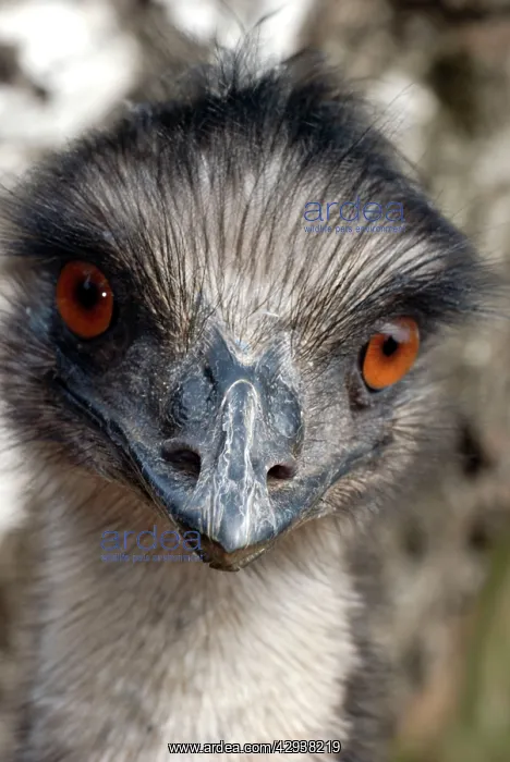 : Emu (Dromaius novaehollandiae). Australia