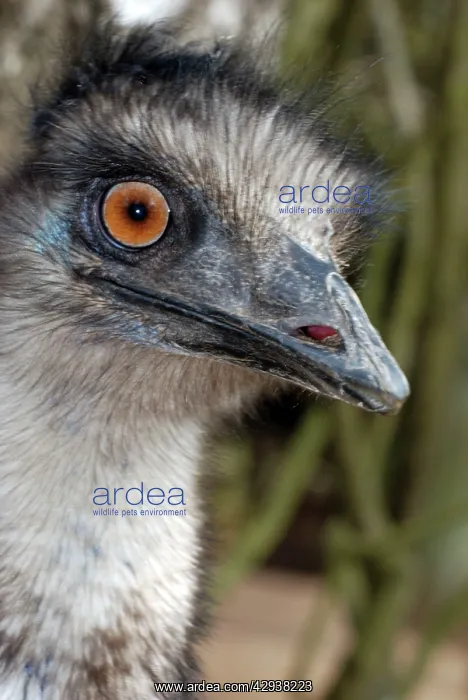  : Emu (Dromaius novaehollandiae). Australia