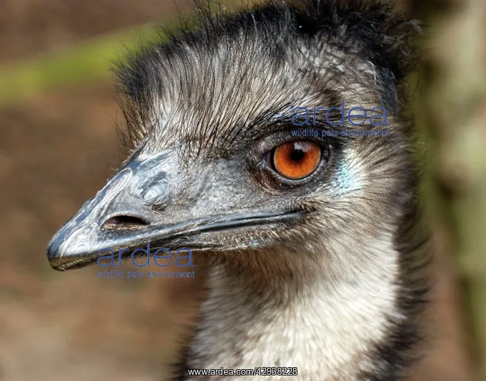  : Emu (Dromaius novaehollandiae). Australia