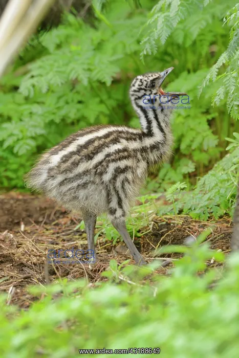 : Emu (Dromaius novaehollandiae) Chick, Victoria : Emu (Dromaius novaehollandiae) Chick, Victoria