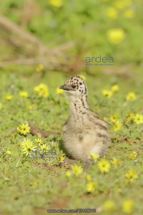 : Emu (Dromaius novaehollandiae) Chick, Victoria : Emu (Dromaius novaehollandiae) Chick, Victoria