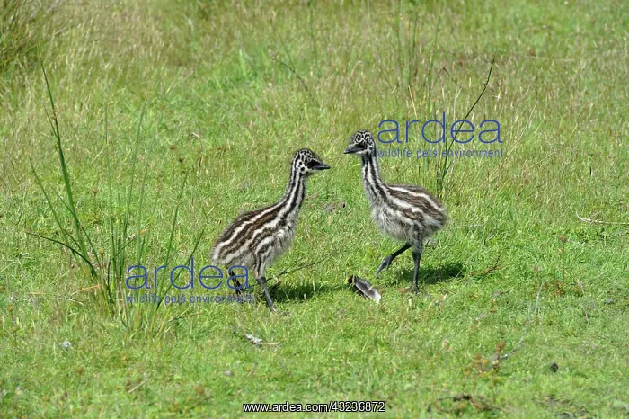 : Emu (Dromaius novaehollandiae) chicks, Tasmania : Emu (Dromaius novaehollandiae) chicks, Tasmania