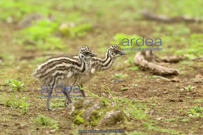 : Emu (Dromaius novaehollandiae) Chicks, Victoria : Emu (Dromaius novaehollandiae) Chicks, Victoria