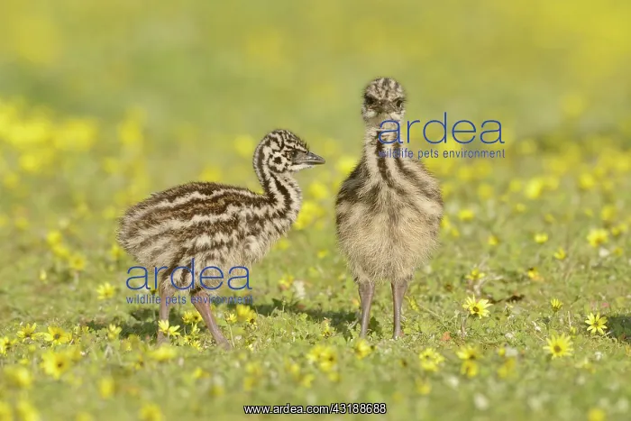 : Emu (Dromaius novaehollandiae) Chicks, Victoria : Emu (Dromaius novaehollandiae) Chicks, Victoria