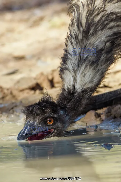 : Emu (Dromaius novaehollandiae) drinking at shallow pool after rain : Emu (Dromaius novaehollandiae) drinking at shallow pool after rain