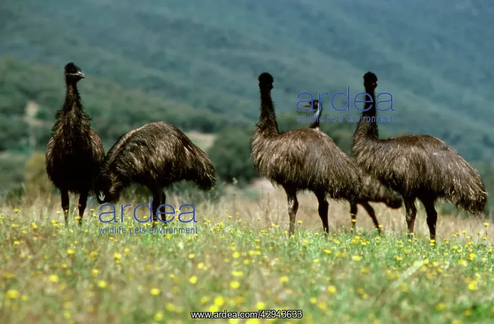 : Emu (Dromaius novaehollandiae) group. Australia : Emu (Dromaius novaehollandiae) group. Australia