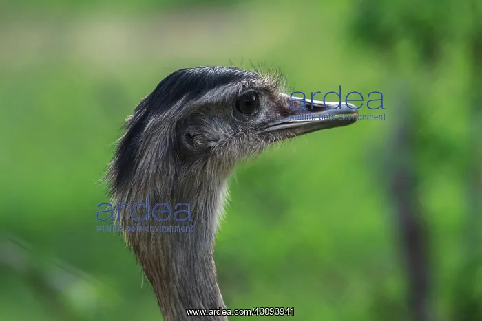 : Emu. The emu (Dromaius novaehollandiae) is the largest bird native to Australia : Emu. The emu (Dromaius novaehollandiae) is the largest bird native to Australia
