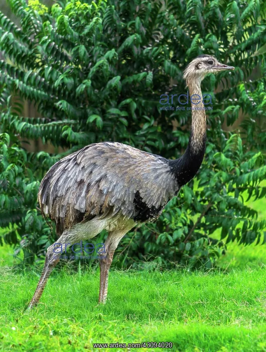 : Emu. The emu ( Dromaius novaehollandiae) is the largest bird native to Australia : Emu. The emu ( Dromaius novaehollandiae) is the largest bird native to Australia