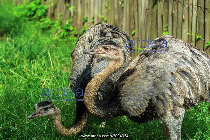 : Emus. The emu ( Dromaius novaehollandiae) is the largest bird native to Australia : Emus. The emu ( Dromaius novaehollandiae) is the largest bird native to Australia