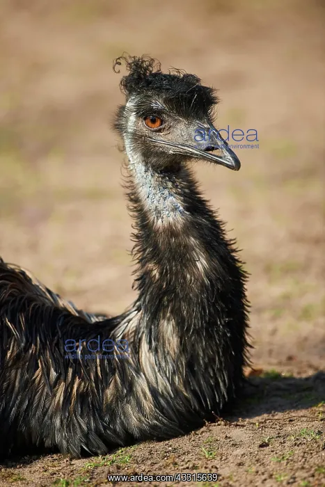 : Emu (Dromaius novaehollandiae), lying, portrait : Emu (Dromaius novaehollandiae), lying, portrait