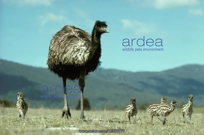 : Emu (Dromaius novaehollandiae) male and chicks : Emu (Dromaius novaehollandiae) male and chicks