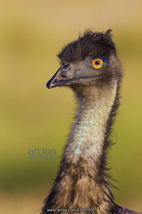 : Emu, Dromaius novaehollandiae, Queensland, Australia : Emu, Dromaius novaehollandiae, Queensland, Australia