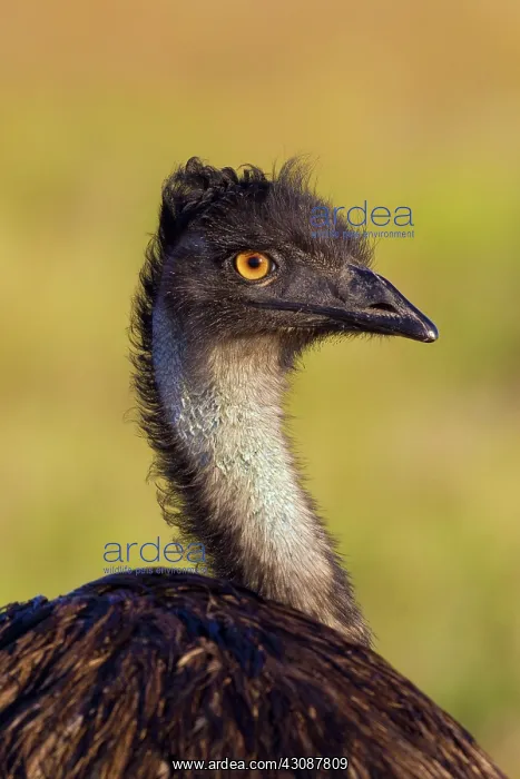  : Emu, Dromaius novaehollandiae, Queensland, Australia