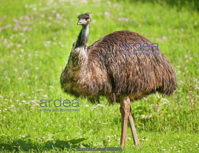  : Emu (Dromaius novaehollandiae) standing in a meadow