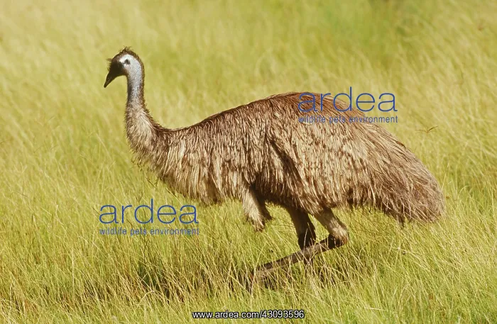 : Emu (Dromaius novaehollandiae) Western Plains Zoo, Dubbo, New South Wales, Australia : Emu (Dromaius novaehollandiae) Western Plains Zoo, Dubbo, New South Wales, Australia