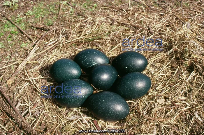 : Emu - eggs in nest : Emu - eggs in nest